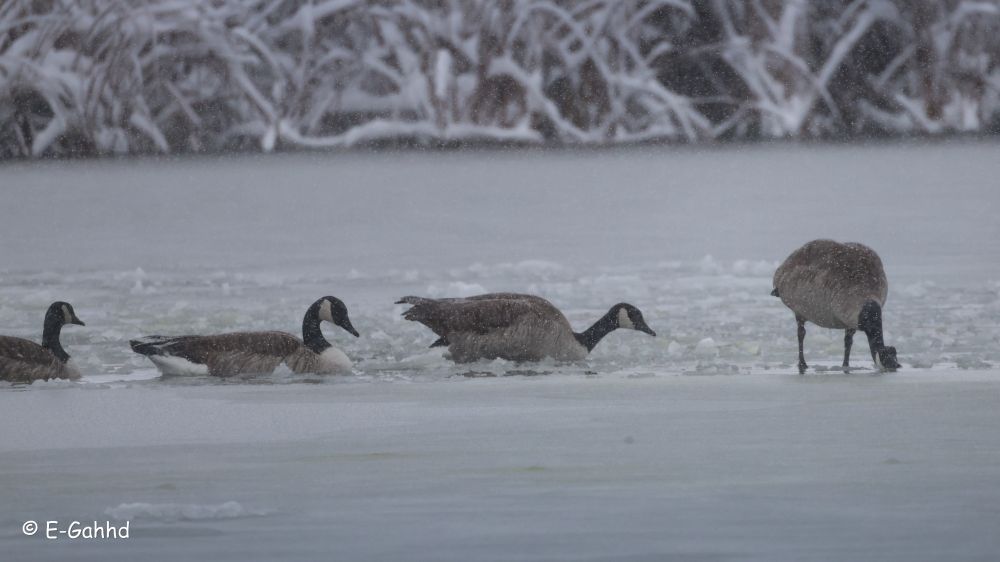 4 Canadian Geese attempting to swim in a very frozen pond. There is heavy snowfall, and some very snowy reeds in the background