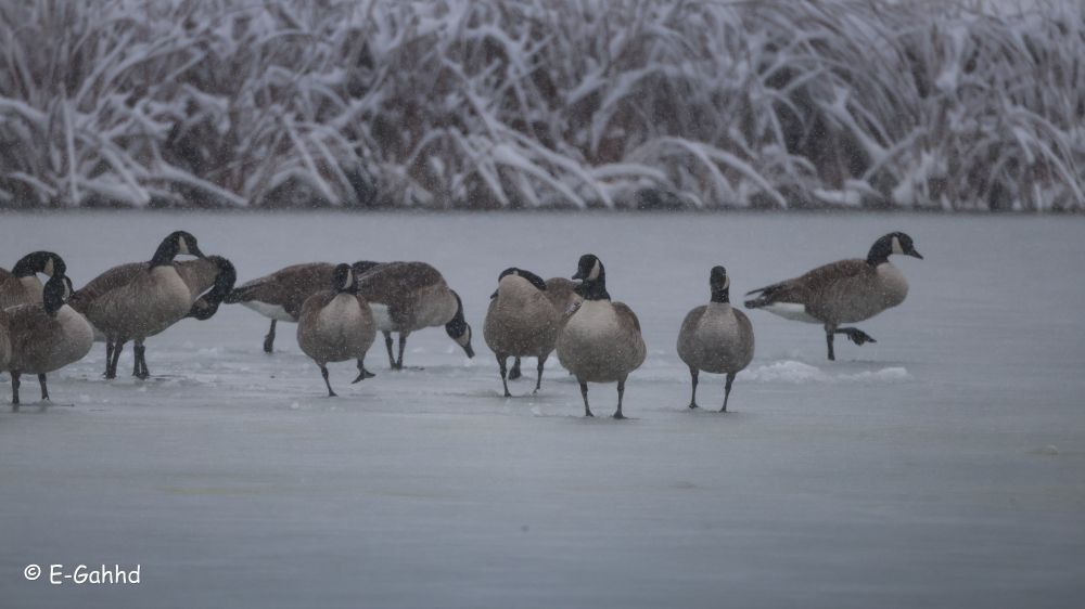 At least 11 Canadian Geese walking on a frozen pond. There is heavy snowfall, and some very snowy reeds in the background.