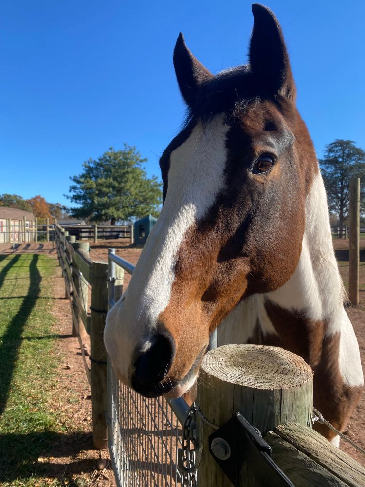 Brown and white paint horse, looking adorable. 