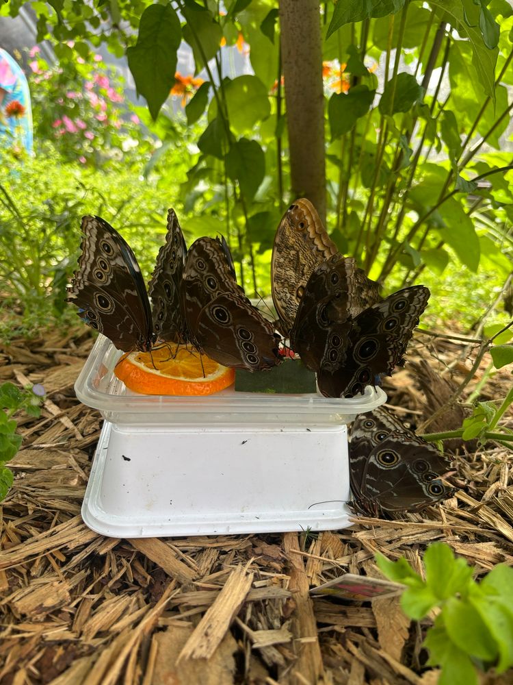 Multiple butterflies at rest on a tray filled with sliced fruit 