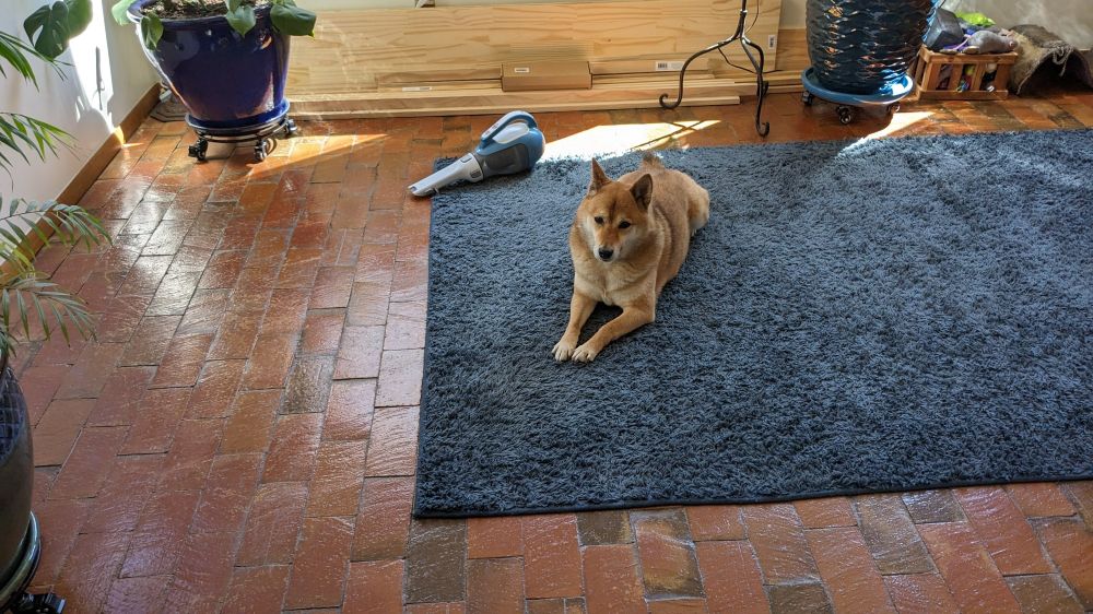 Thor, a Shiba Inu, lying with his head up on a blue rug
