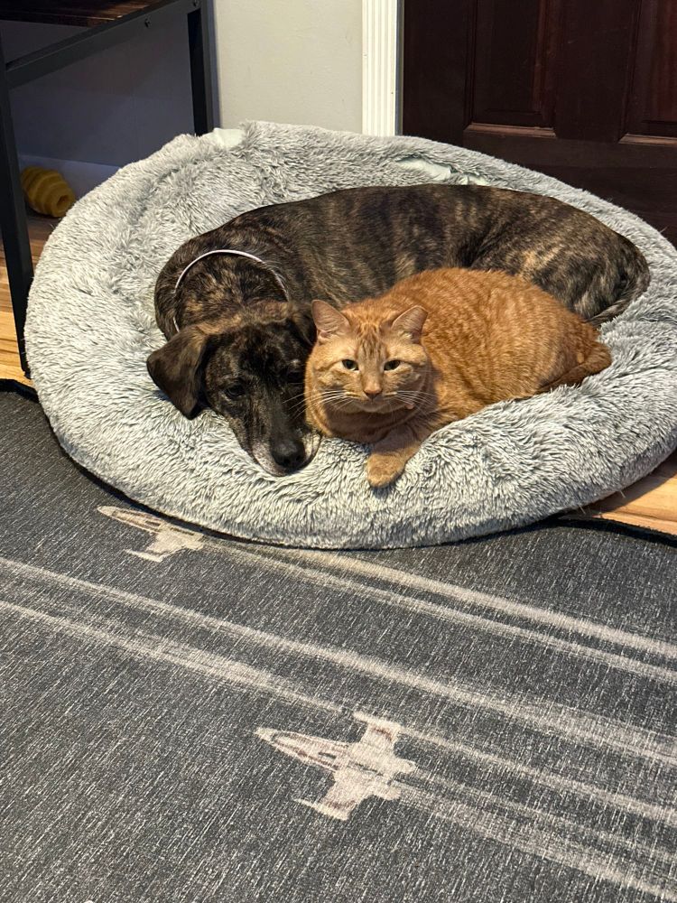 Zoey (dog) and Teemo (cat) cuddling on grey circular dog bed 