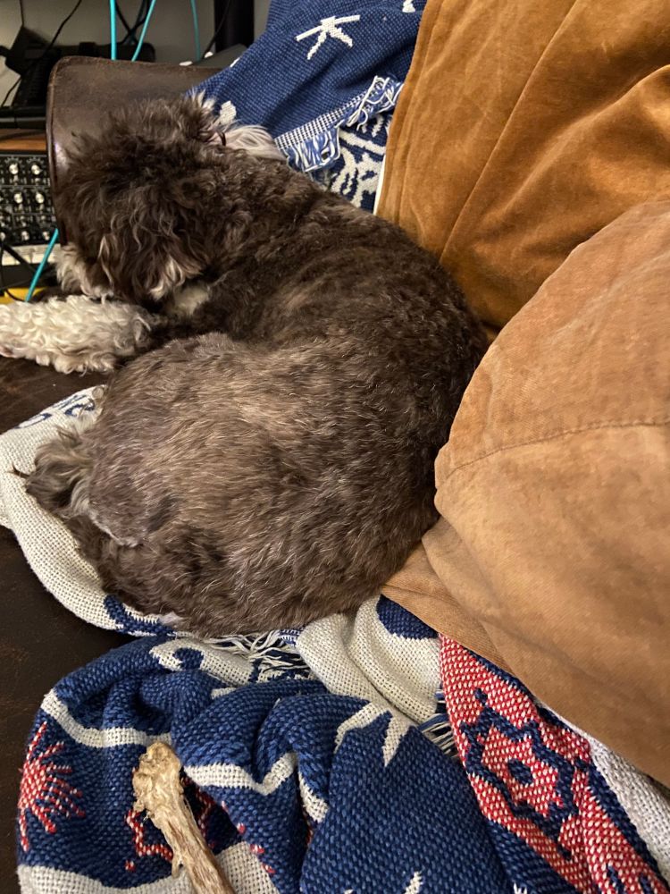 a cozy puppy who didn’t even stir when it thundered. He is sleeping soundly on the couch, head cradled on his fluffy legs, nestled on a hetti zodiac blanket against two velveteen-clad pillows 