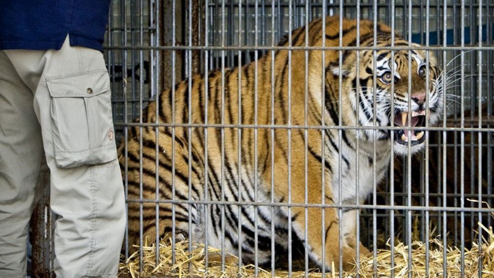 Tientallen tijgers in Vietnamese dierentuinen doodgegaan aan vogelgriep