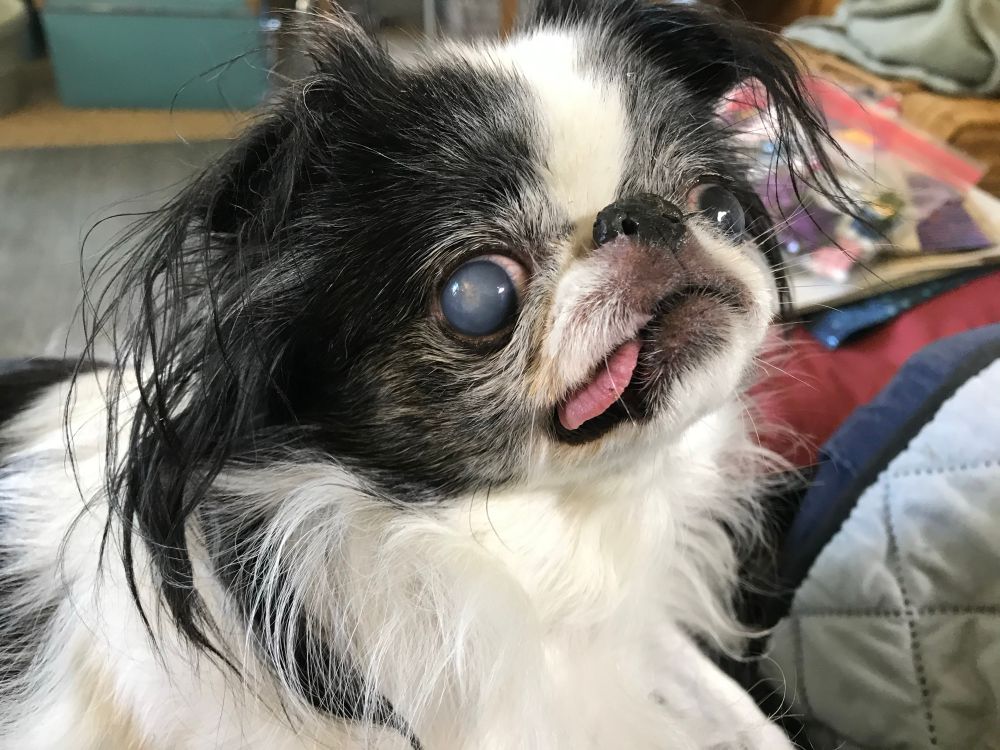 Black & white Japanese Chin with milky eyes and a pink tongue. 