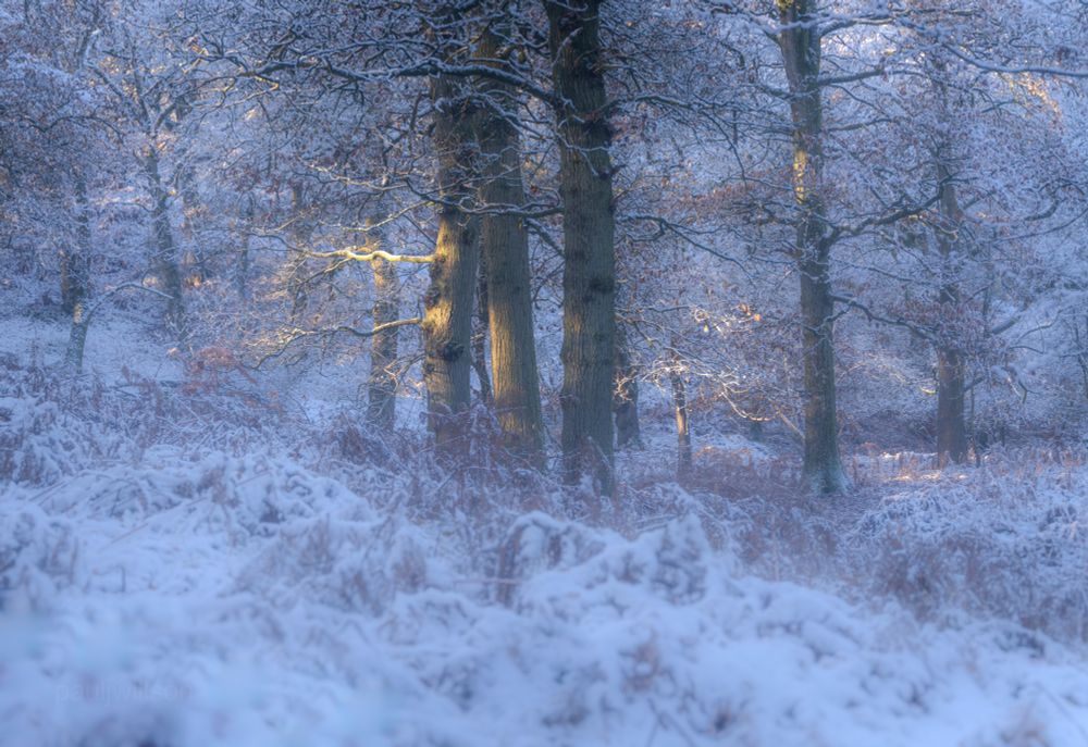 48mm, 1/100sec, f/2.8, ISO 100
A winter woodland scene, scattered light passing through trees falling on trunks and branches, a cold morning with remnants of mist lingering.
