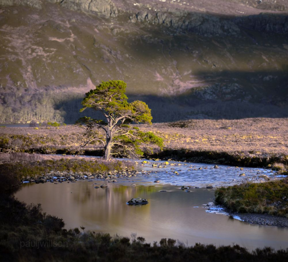 Scots Pine, Torridon