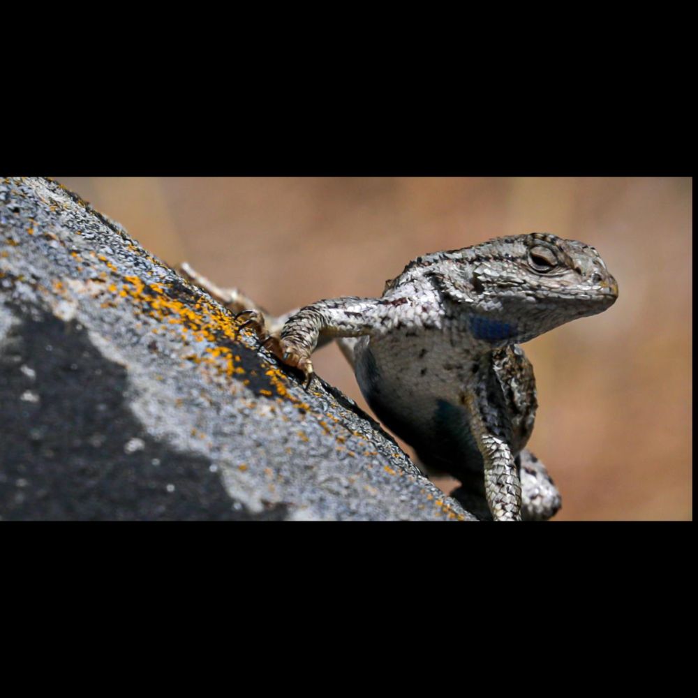 Lizards, fish and other species are evolving with climate change, but not fast enough