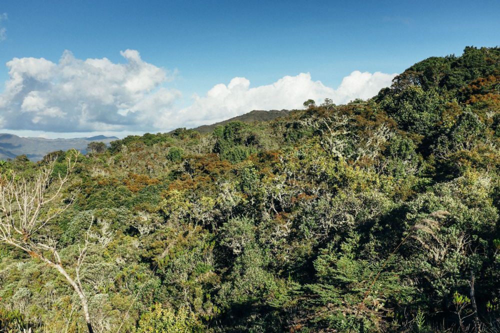 Andean forest 
Acknowledgement: Quimbaya