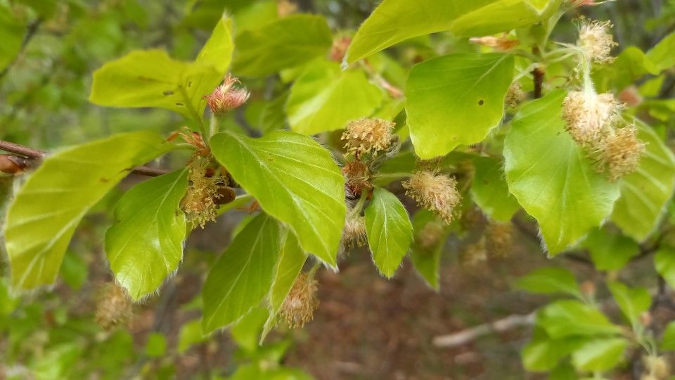 Fagus sylavtica flowering