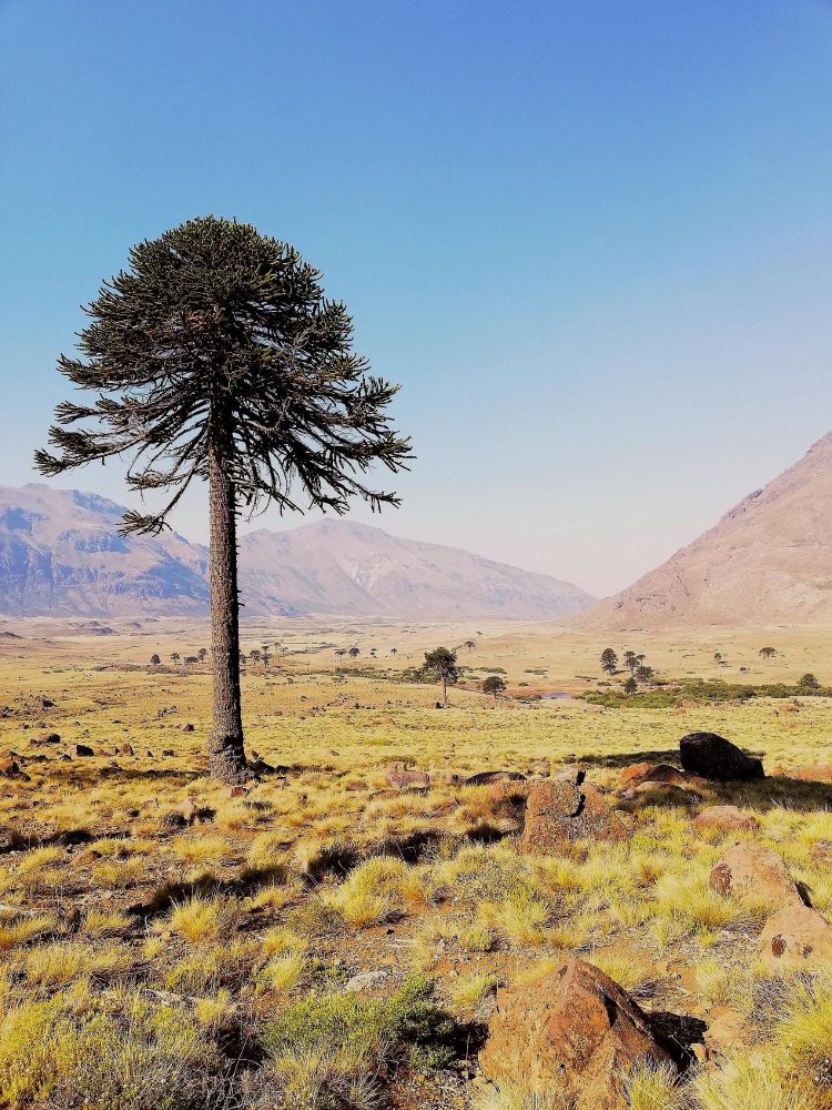 Ancient Araucaria tree in Patagonia