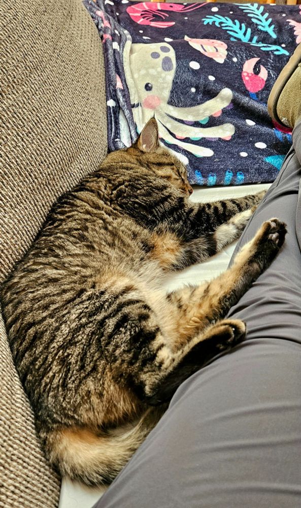 Sleeping gold & black tabby cat between couch pillows and the warm leg of her human servant.