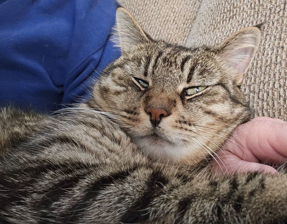 Tabby cat reclining on couch, green eye slitted down to disapproval of callous behavior of father in law.