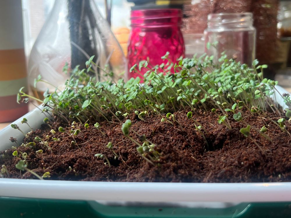 Close up photo of the side of the tray. All the sprouts have grown at an almost 45° angle and are leaning in the same direction.