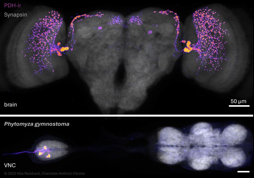 PDH-ir cells in the brain and the VNC of Phytomyza gymnostoma