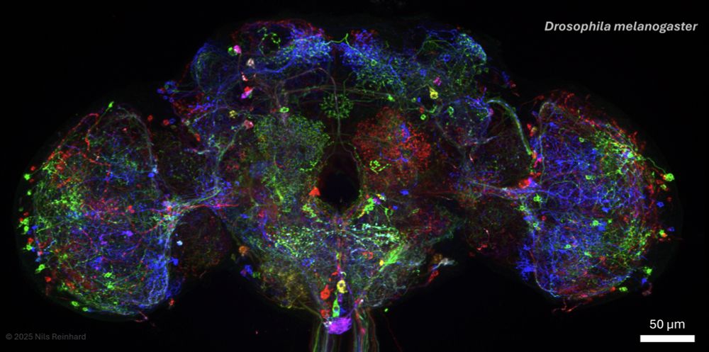 Colorful neurons in a Drosophila melanogaster brain.