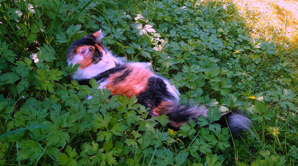 Lottie the calico cat, lounging in grass and clovers
