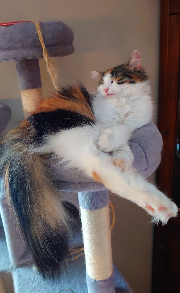 Lottie the cat, the most wonderful cat to ever exist, lounging in her basket. Her face in a Chuck Jones grin at stuffing her whole self into a cramped donut. Legs are everywhere, and not in said basket.