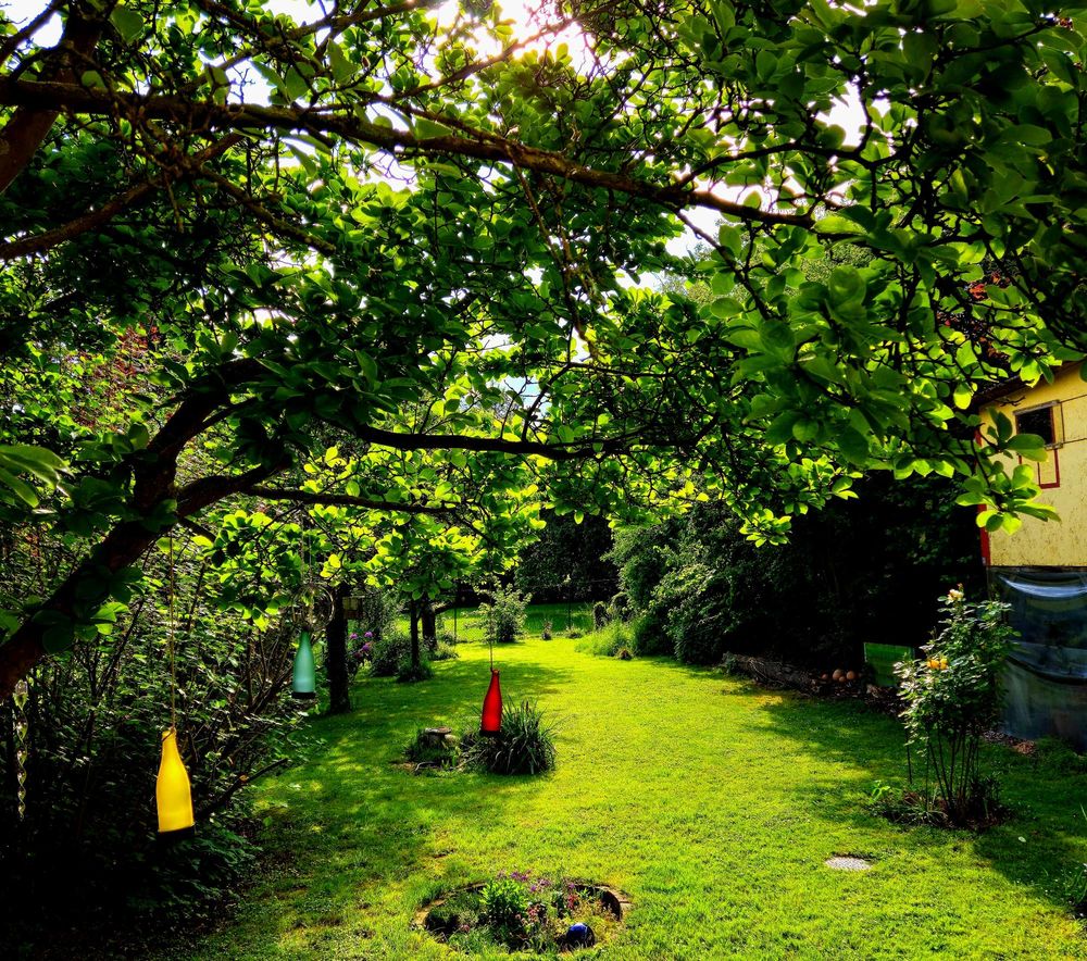 Ein Garten im Sommer. Alles ist grün. Links und rechts stehen Bäume und Büsche.