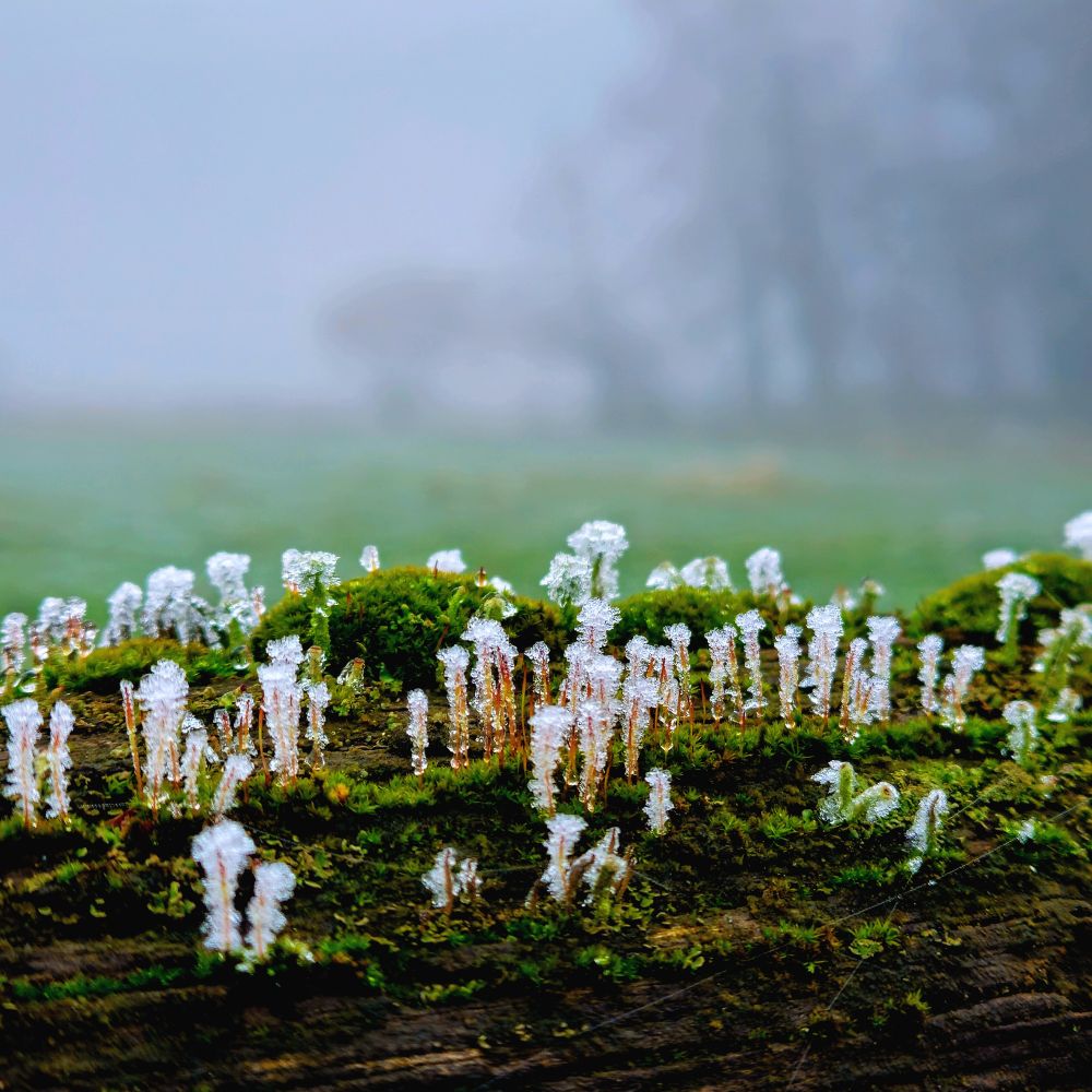 Auf einem Baumstamm ist Moos und darauf wachsen kleine braune Stängel, die von kleinen Eiskristallen überzogen sind. Im Hintergrund im Nebel unscharf eine Wiese und Bäume.