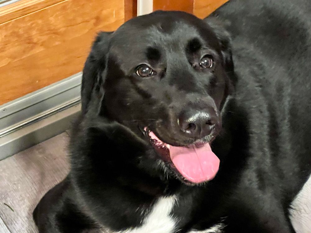 Very happy black dog with a white spot on her chest and toes and a pink tongue hanging out of her mouth.
