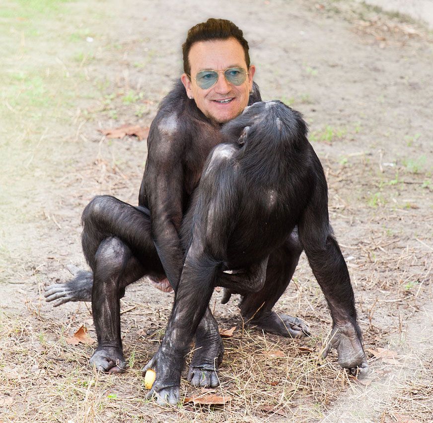 Image du chanteur Bono en train de faire humhum avec un singe
Désolé :)
