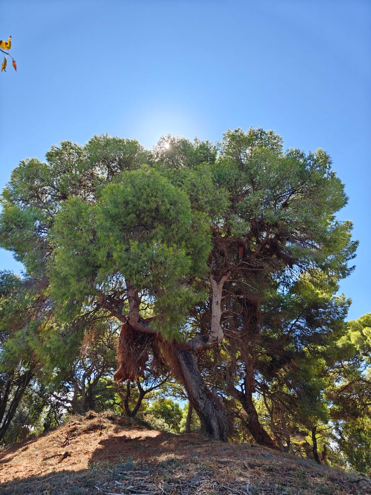 Alte knorrige Pinie auf Sanddüne.