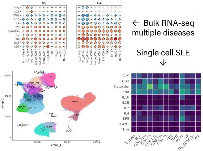 To help selection of the most appropriate in vitro stimulations to model diseases, we also compared the single cell transcriptome profiles of 150K immune cells treated with 11 different simulations to multiple inflammatory disease gene expression profiles. 

The top plots show the similarity between in vitro stimulations of human blood cells, and bulk RNA sequencing profiles of the blood cells from rheumatoid arthritis or systemic lupus erythematous.

The bottom left plot shows clustering of single cell RNA profiles from systemic lupus erythematous, with the bottom right plot highlighting similarities in simulated immune cells.