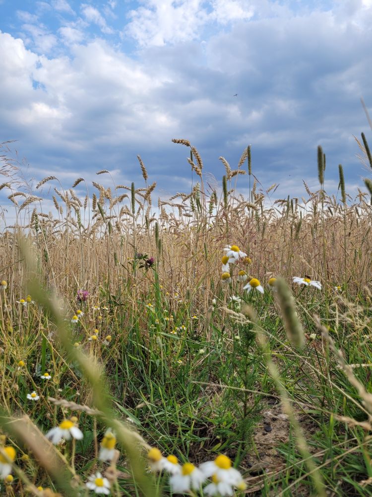 Blick vom Rand eines Weizenfeldes in einen kräftig bewölkten Himmel. Im Vordergrund einige Kamillenblüten und Gräser. Das Korn sieht reif aus.
