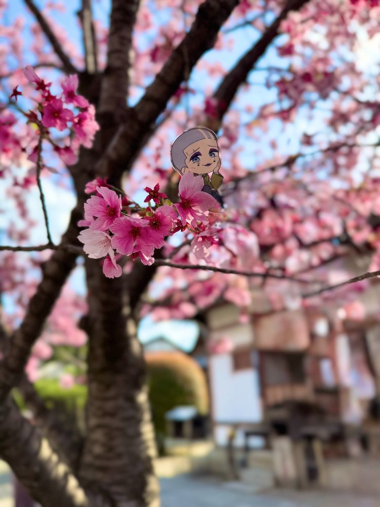 桜妖精のマーガレット・マカロン　写真：虹ピアノ@PianoNiji
Sakura Fairy Margarette Macaron: Photo by Niji Piano @PianoNiji　