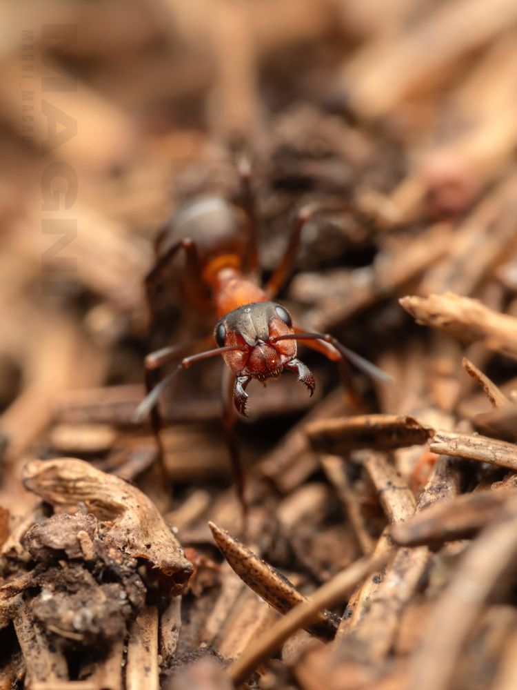 Aggressive forest ant portrait. 
