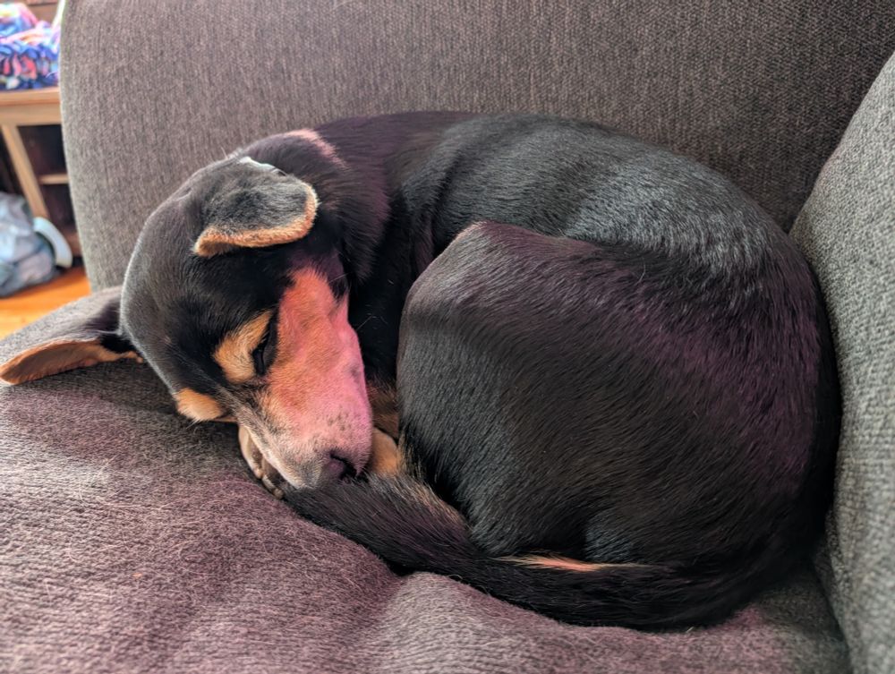 A mostly black dog with a tan face and white snout curled up on a couch sleeping, his tail acting as a fluffy nose blanket. 