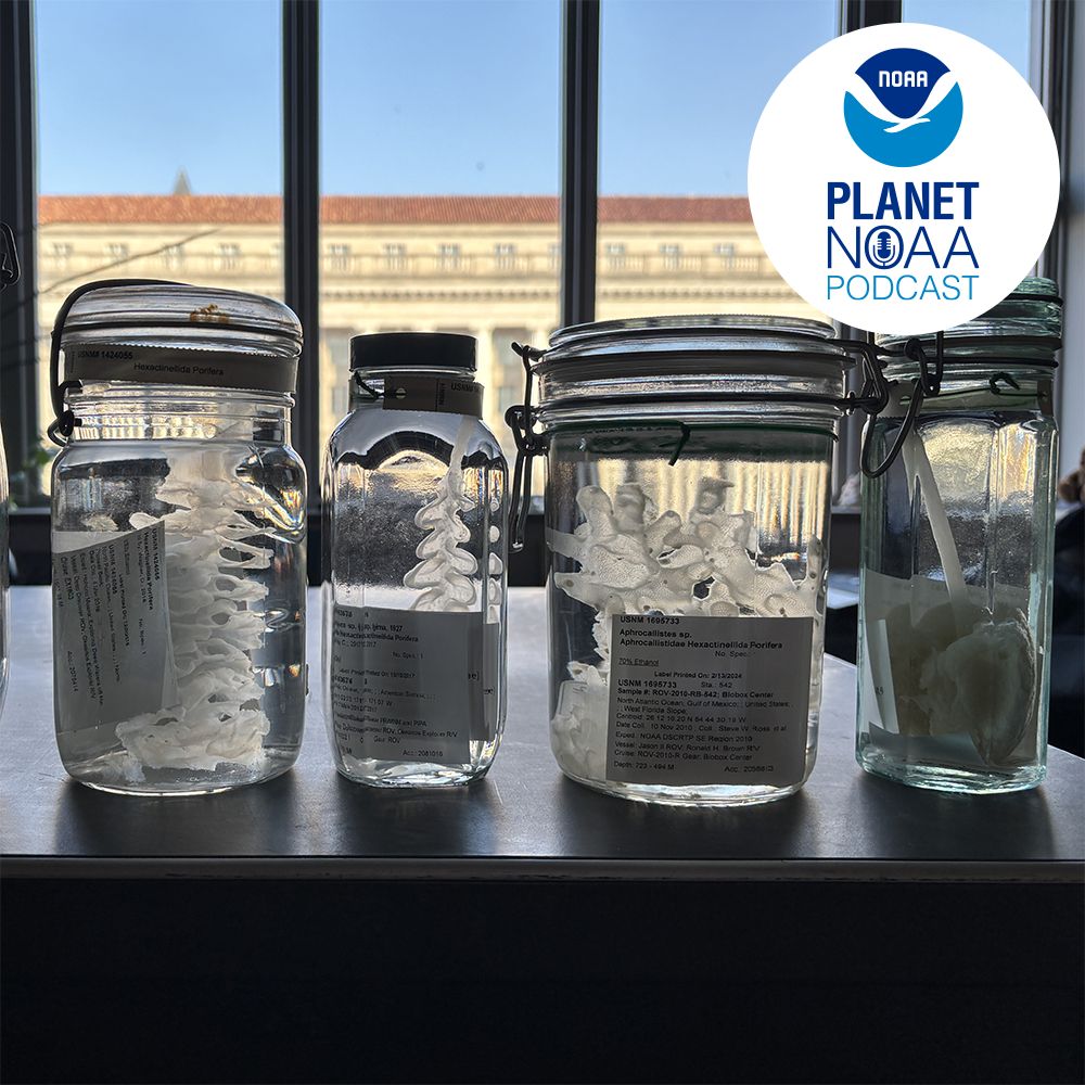 Marine specimens in jars. Credit: Allen Collins.