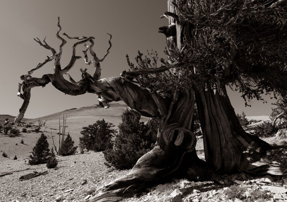 A sepia-toned photo of a Bristlecone pine tree in midday sun. One half of it is mostly straight. The other half is very twisted and ‘reaches’ to the left of the image. There are smaller trees in the background. End description.