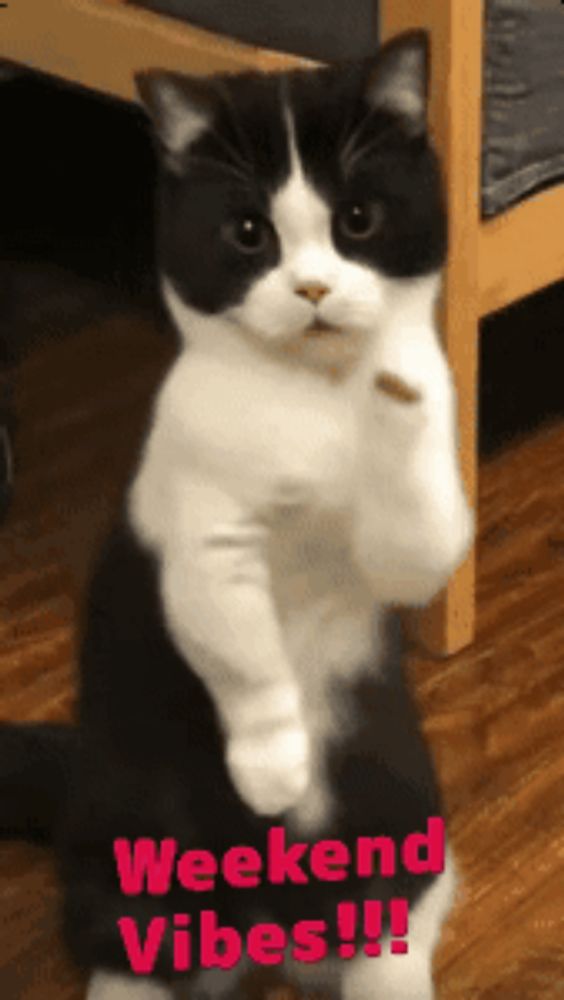 a black and white cat standing on its hind legs with the words weekend vibes written on the bottom