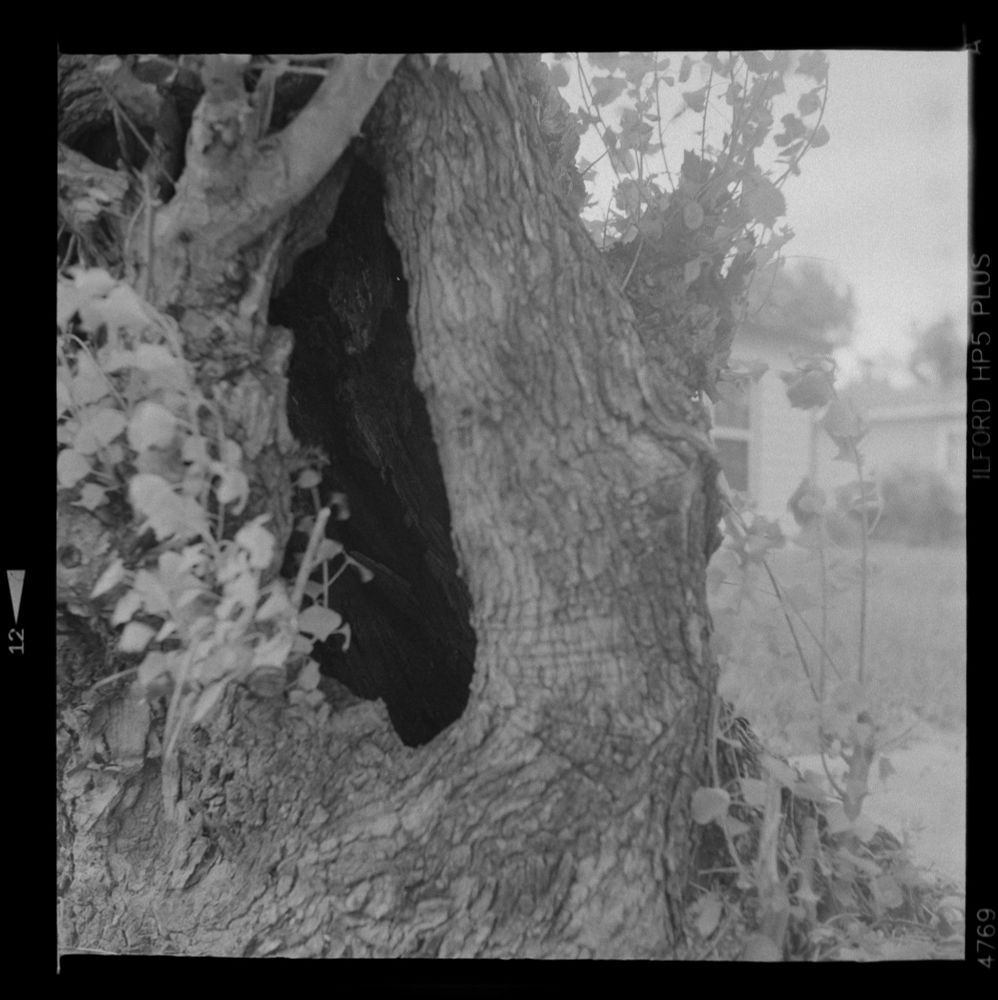 Black and white photo of a hollow tree trunk with textured bark and surrounding vines, shot on Ilford HP5 Plus 120 film using a Yashica-A medium format camera.