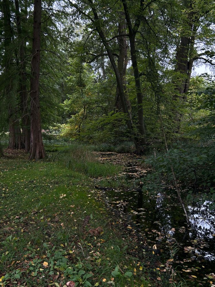 Moody pic of bog trees growing near a body of water. Some old and new leaves laying on the ground, in the grass.