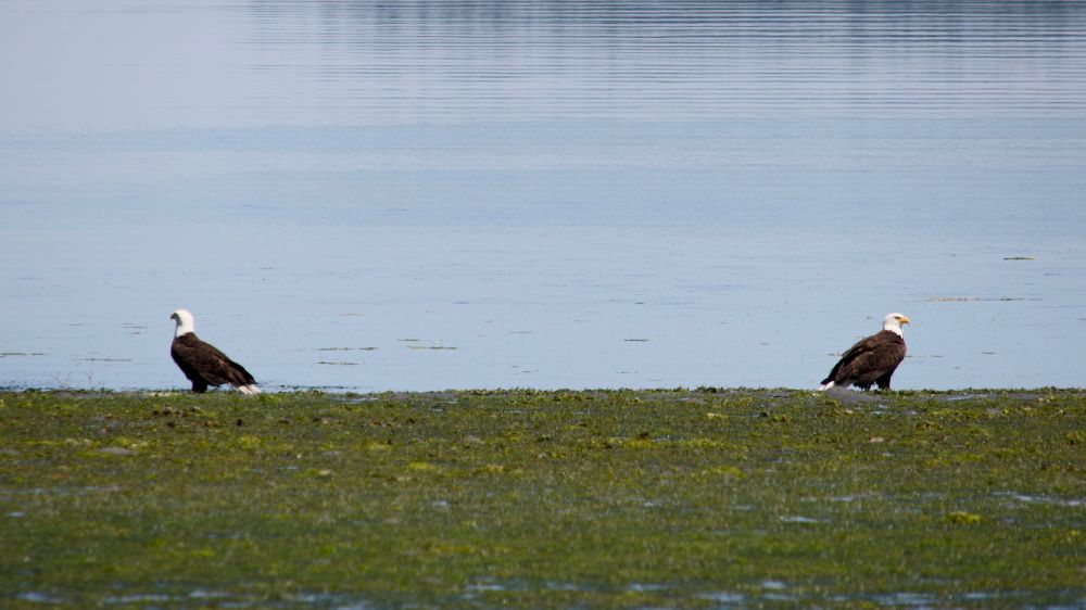 Two bald eagles on a beach facing away from each other.