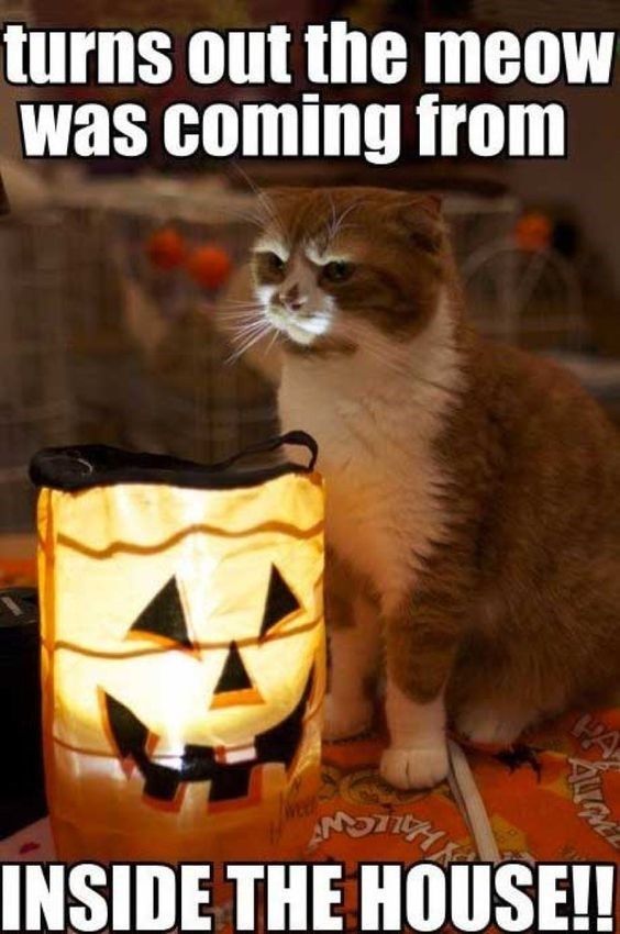 A cat sits next to a lit jack-o’-lantern bag. The image has text saying, “turns out the meow was coming from INSIDE THE HOUSE!!”.