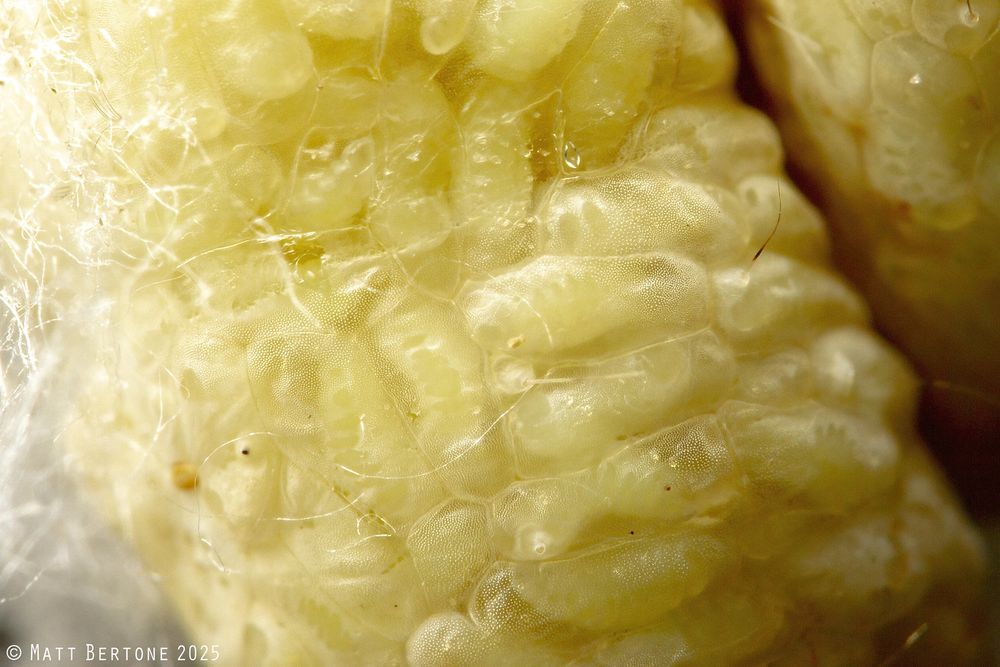 Close up of the pale yellow caterpillar husk, filled with rice-like wasp larvae. The caterpillar was almost certainly a looper (Noctuidae: Plusiinae) and the parasitoids are encyrtid wasps (Encyrtidae: Copidosoma). Brought to me by a generous and curious client.