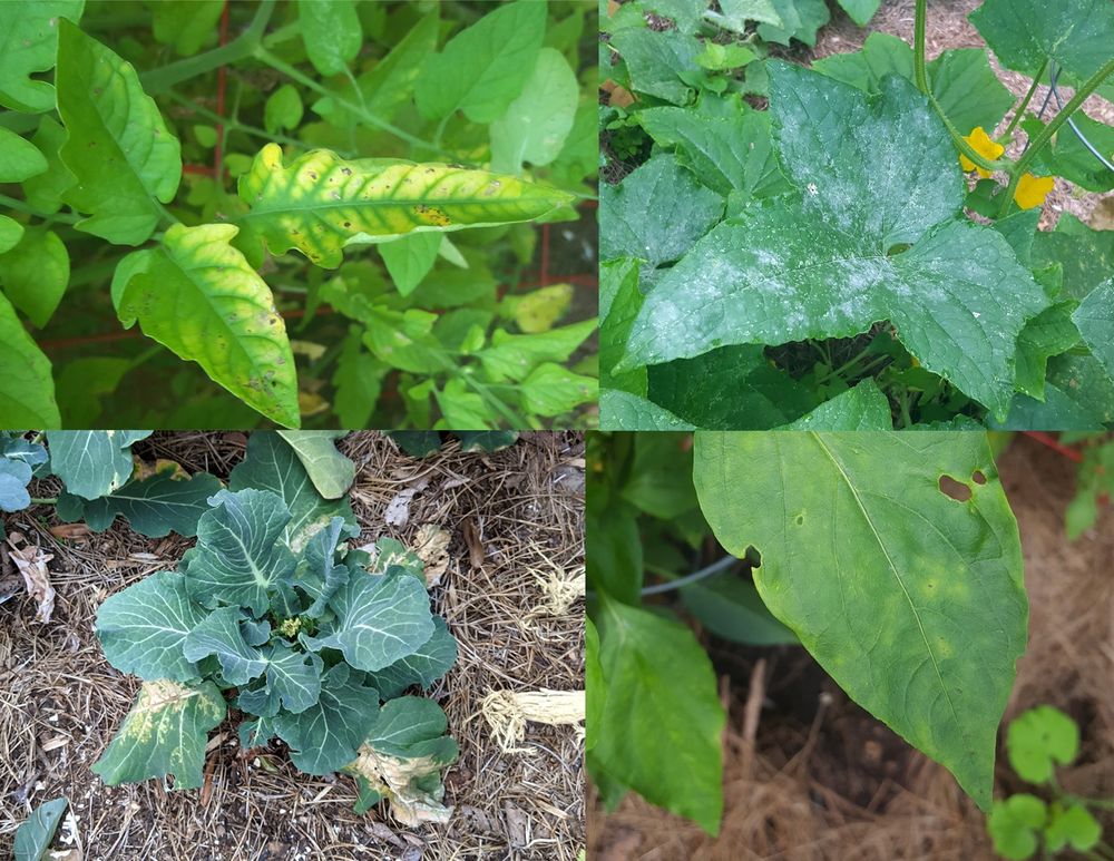 Four tiles showing a tomato with chlorosis in upper left, a squash with powdery mildew in the upper right, broccoli with necrotic leaves on the lower left, and a pepper leaf with spots and mild chlorosis on the bottom right.