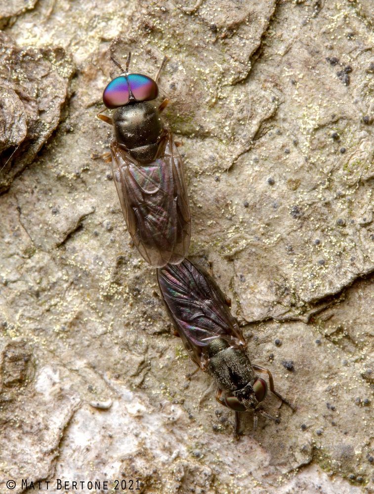 a male soldier fly (Allognosta) with huge purple and blue eyes resting on bark while mating above a female with dark eyes