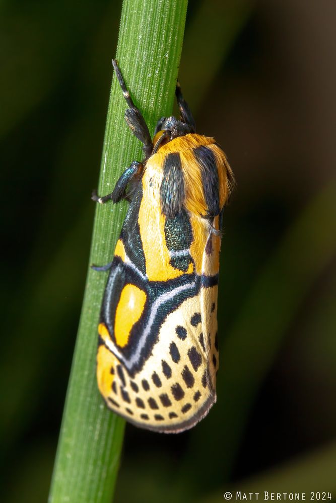 Amoth with round edges that holdss its wings together rests on a blade of grass. It's a hieroglyphic moth in the family Nolidae. It is a beautiful orange and pale base with darks spots in lines at the edge of the wings. In the middle and near the head are large patches of metallic cobalt scales.