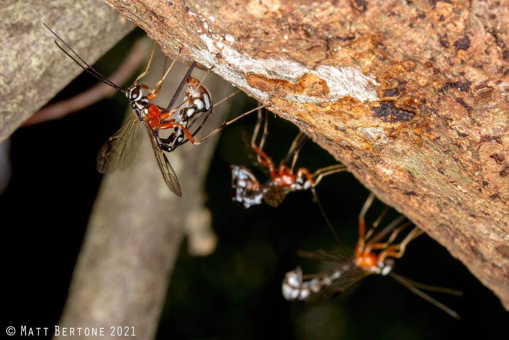 three red black and white ichneumon wasps (Rhyssella humida) drilling into dead wood to parasitize wood-boring woodwasp larvae
