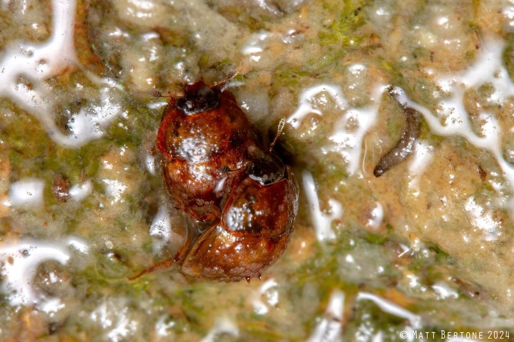 Two saucer-shaped, reddish brown sap beetles in the family Nitidulidae, mating among slimy ooze from a rotting tree. They are covered in small translucent mites.