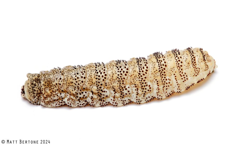 A cream colored maggot on a white background. It is blunt at both ends and the body is covered in various sized, dark thorny spines arranged in bands and scattered among the integument.