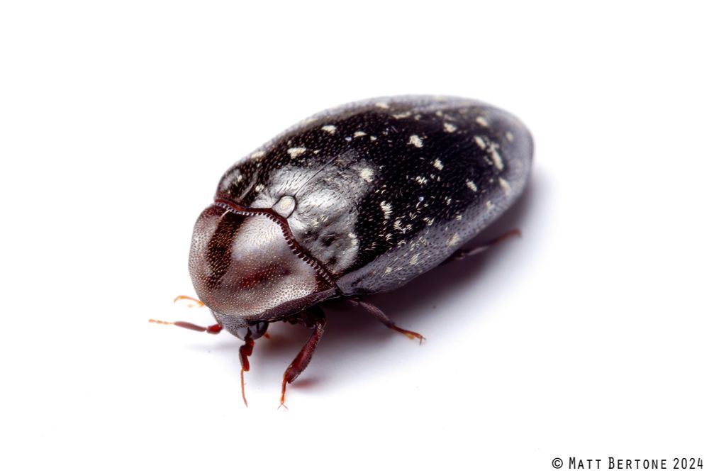 A pill shaped turtle beetle crawling with head tucked under body. It is on a white background and the beetle has small patches of white hairs