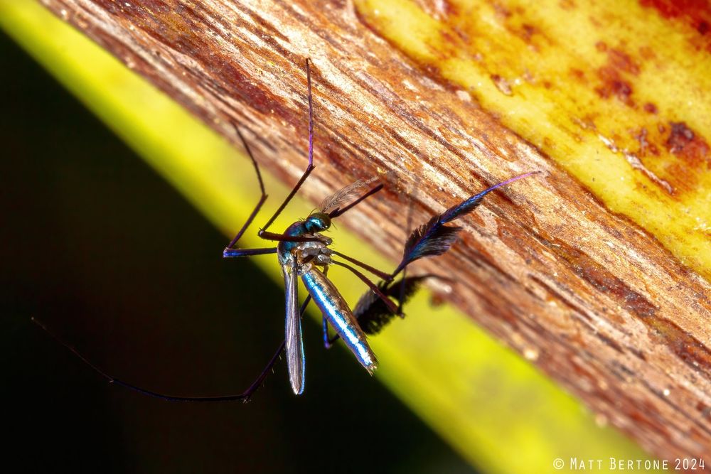 an iridescent blue mosquito resting under some vegetation. It has plume-like hind legs