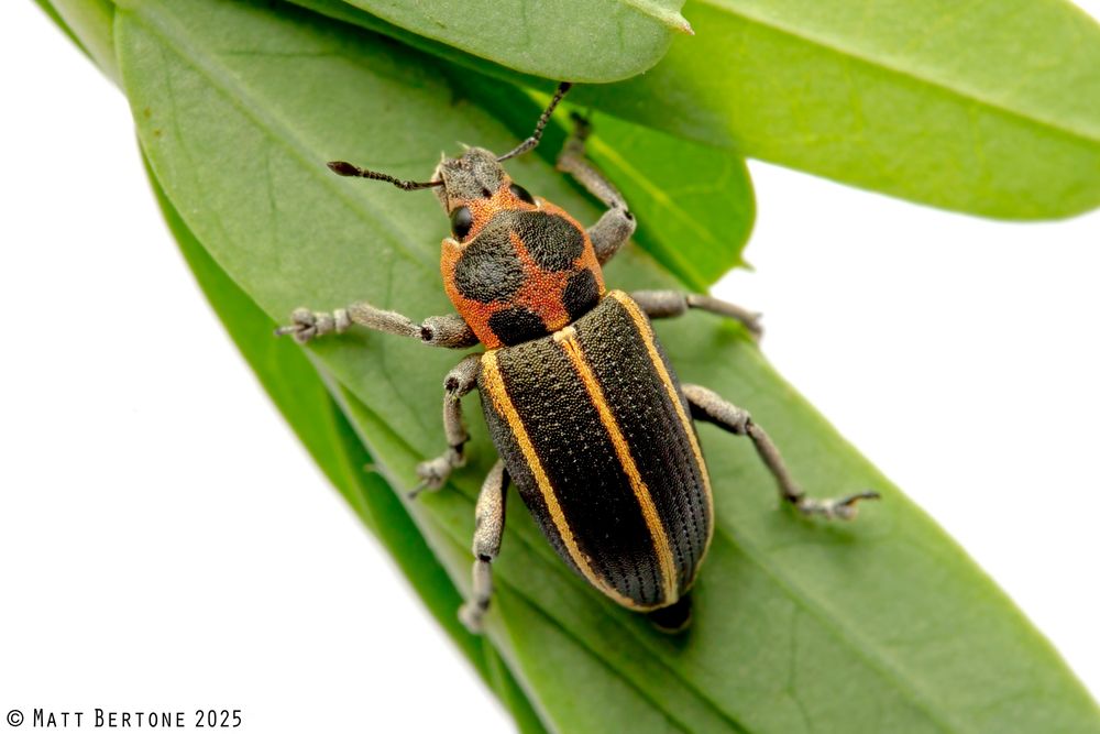 A cylindrical weevil sits on green leaflets on a white background. It has gray legs, and a granular black surface made up of scales. There are reddish orange scales on the back of the head and on the thorax, the thorax pattern marking the edges and a plus sign on the center. The wing covers have three yellow orange scale stripes running the length.