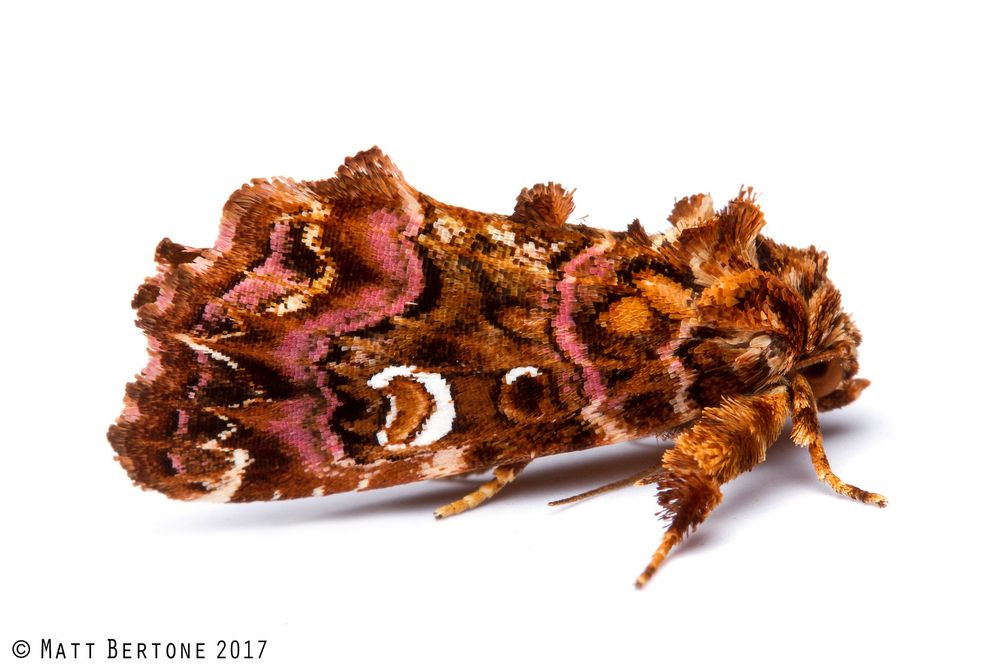 A pink-shaded fern moth in the family Noctuidae. It is thick and tufted with a beautiful pattern of browns and pink, with a few white circles.